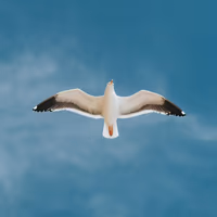 A daylight camera view of a gull over the airfield