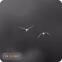 A thermal camera view of two birds in flight at night