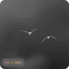 A thermal camera view of two birds in flight at night