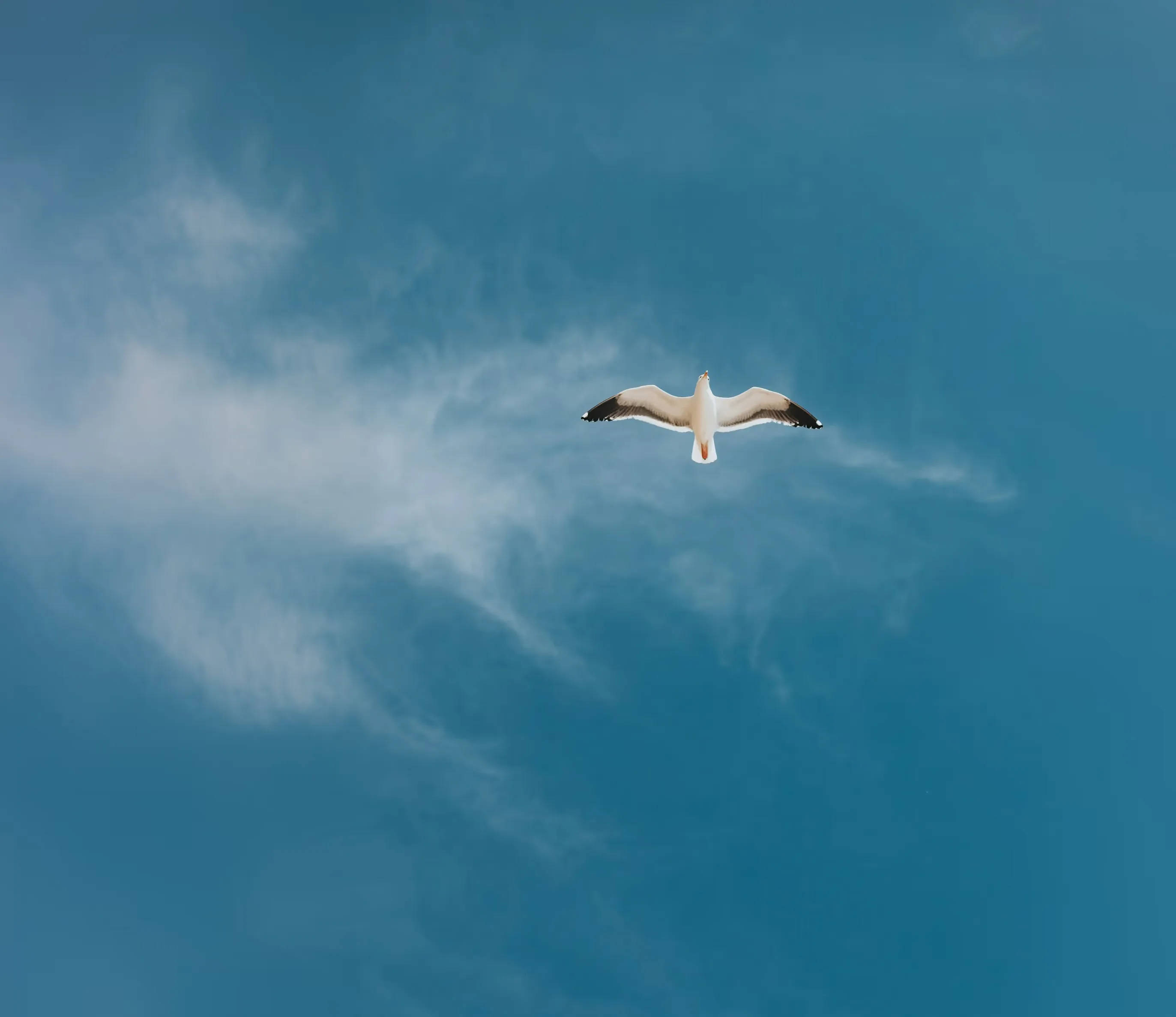 Seagull in flight seen from below against a blue sky