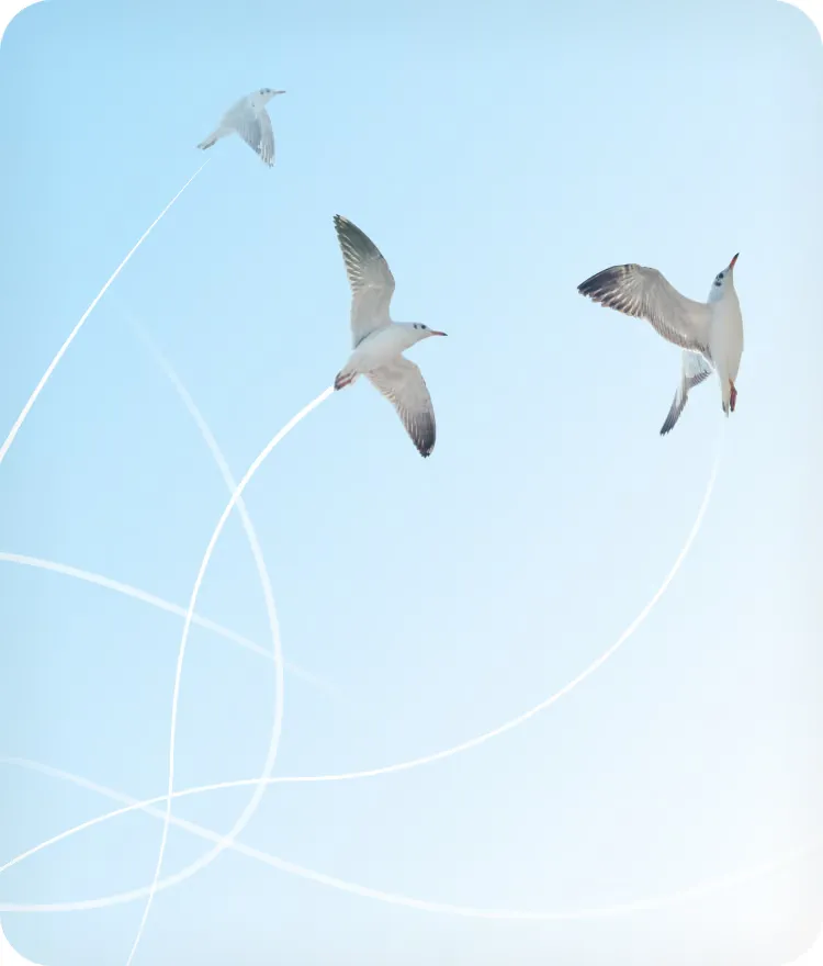 Three gulls in flight with their tracked flight paths drawn behind them
