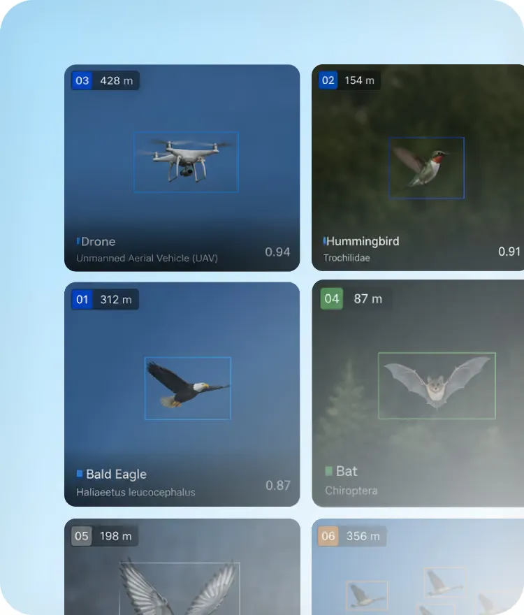The detections grid, each card naming a species or a drone with its distance and score