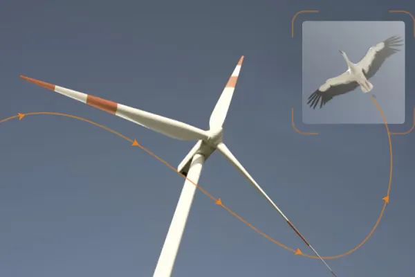 The detection card naming a bird of prey beside the camera view
